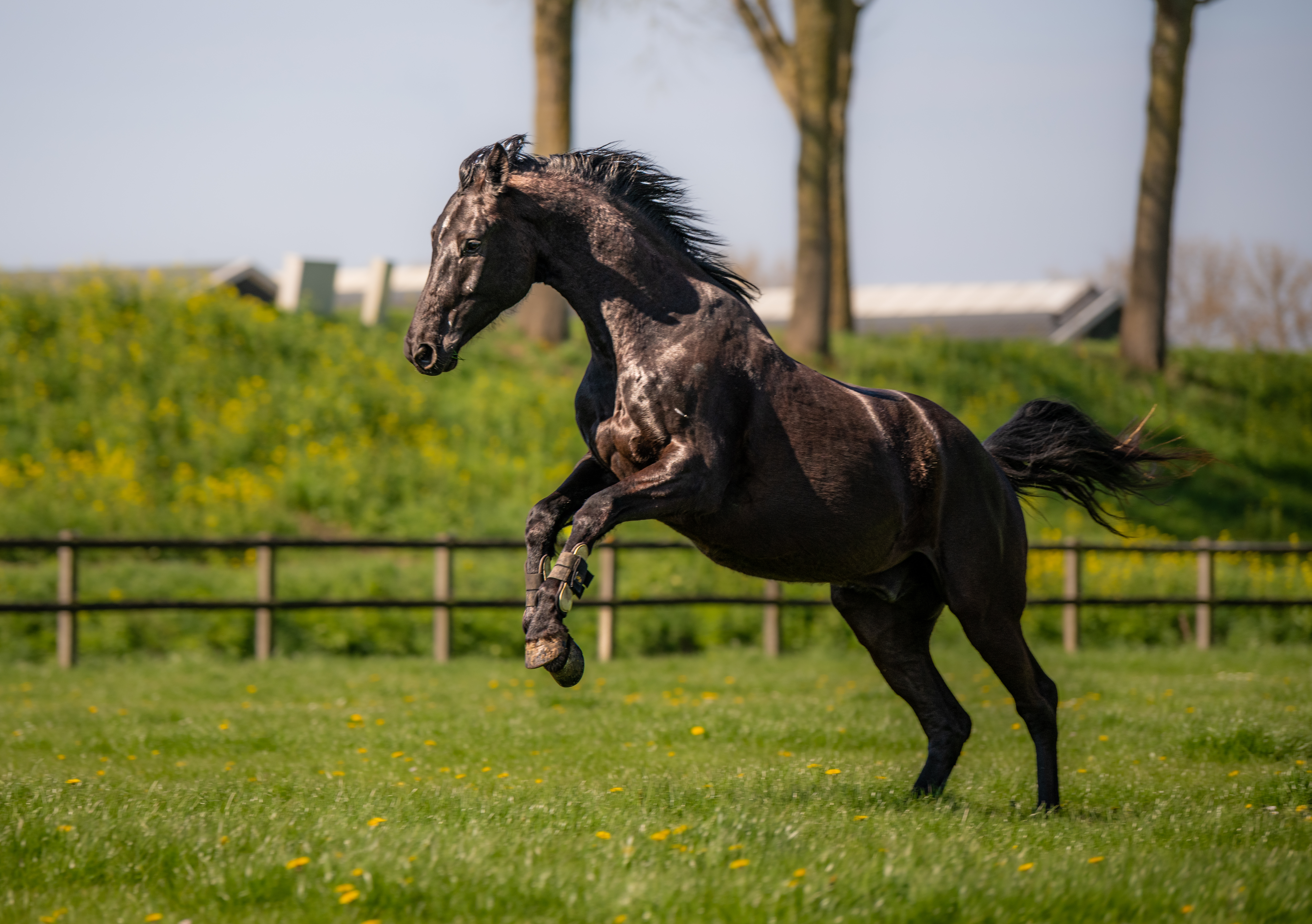 schouder van het paard
