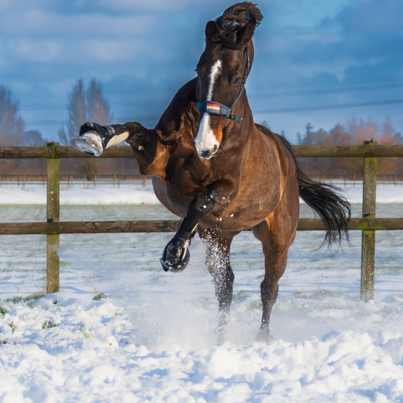 paard in de sneeuw