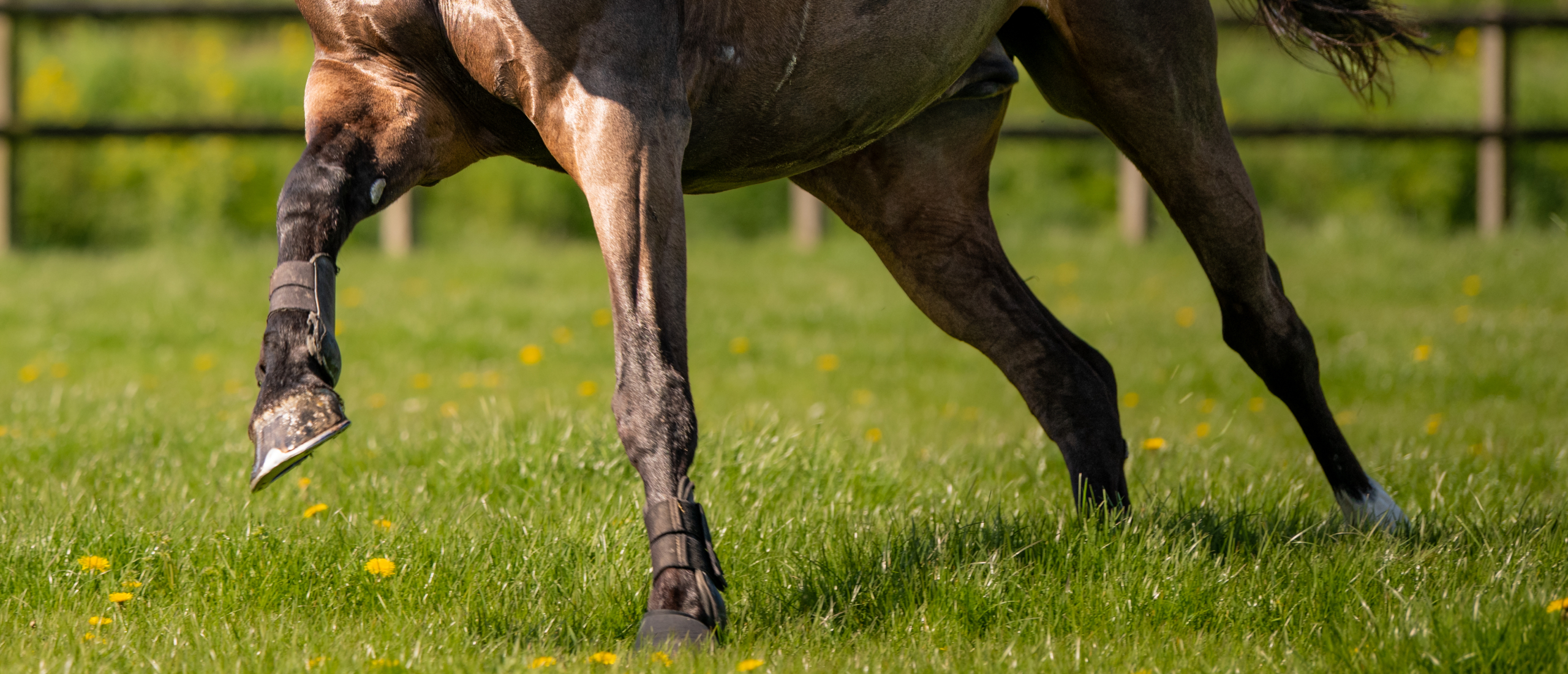 paard in de wei