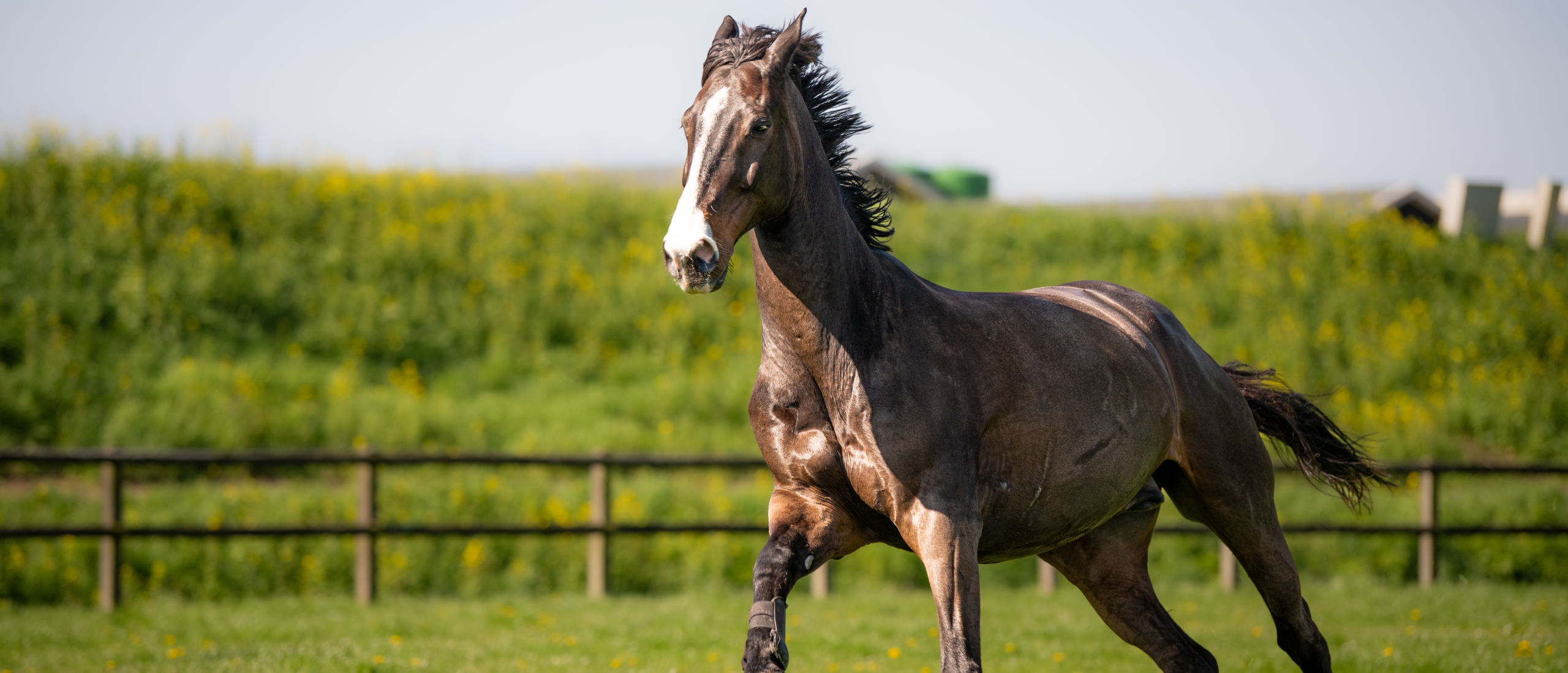 paard in de wei