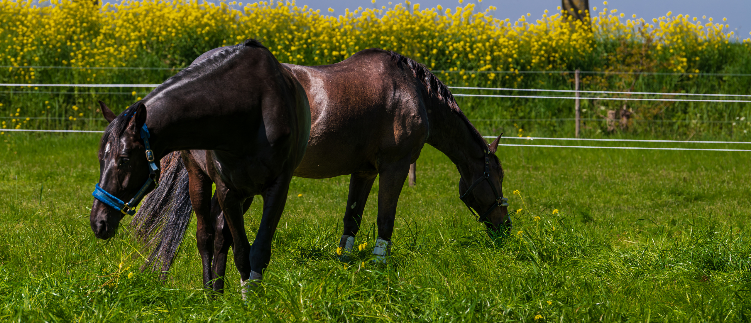 paarden eten voorjaarsgras