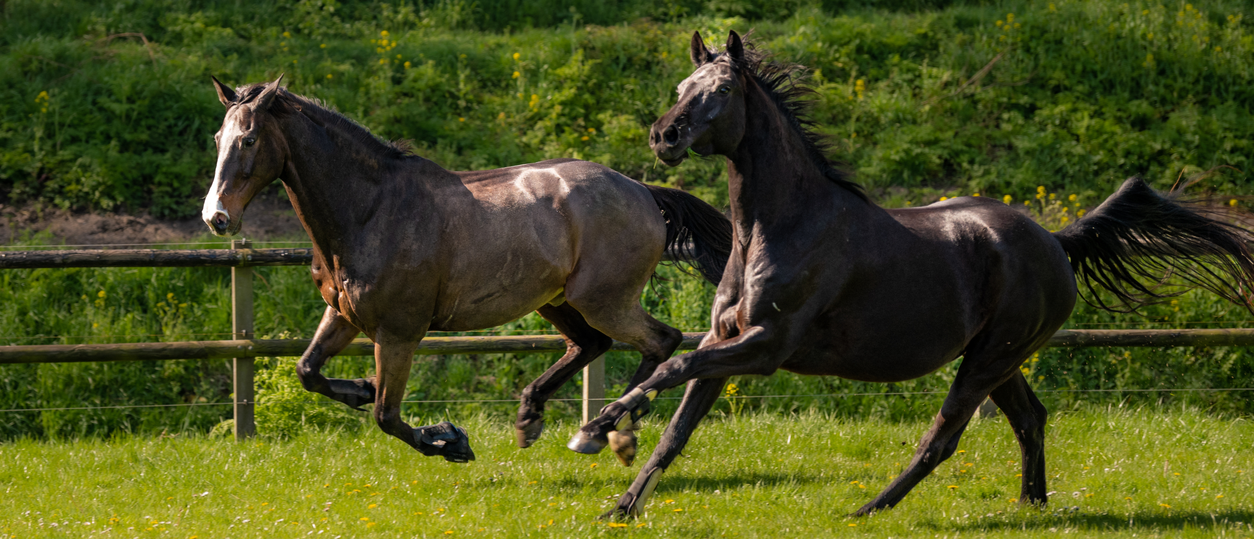 paarden in actie paarden in actie