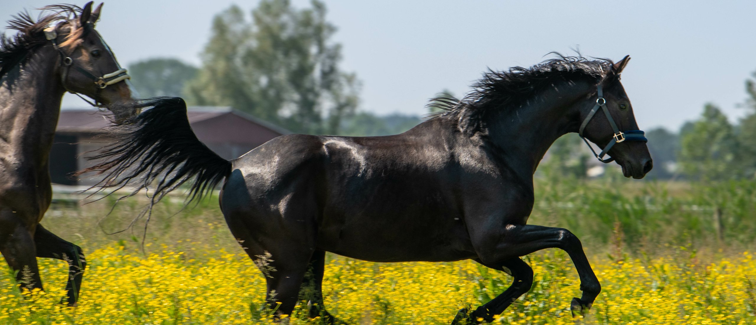 paarden in de wei