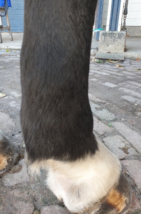 peesblessure peesblessure voor behandeling met magneetveldtherapie