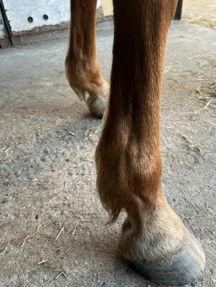 peesblessure hersteld