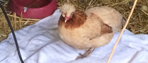 Andere dieren en magneetveldtherapie
