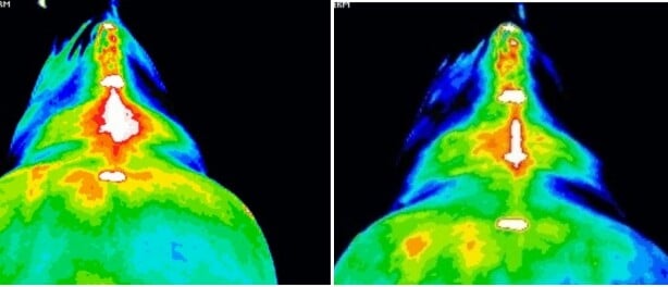 Kissing Spines en Pulserend magneetveld therapie