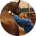 somone brus gebruikt magneetveldtherapie bij paardenspotmassage