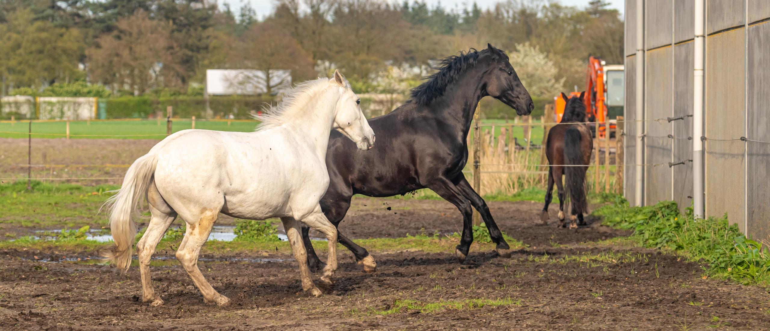 spelende paarden