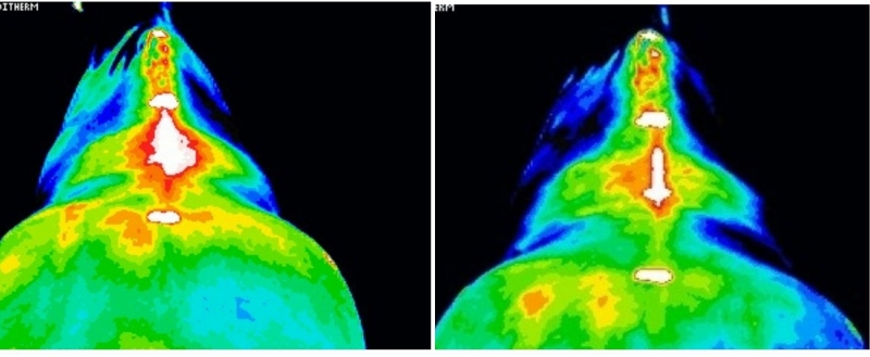 warmtebeelden-kissingspines-voor-en-na-magneetveldtherapie