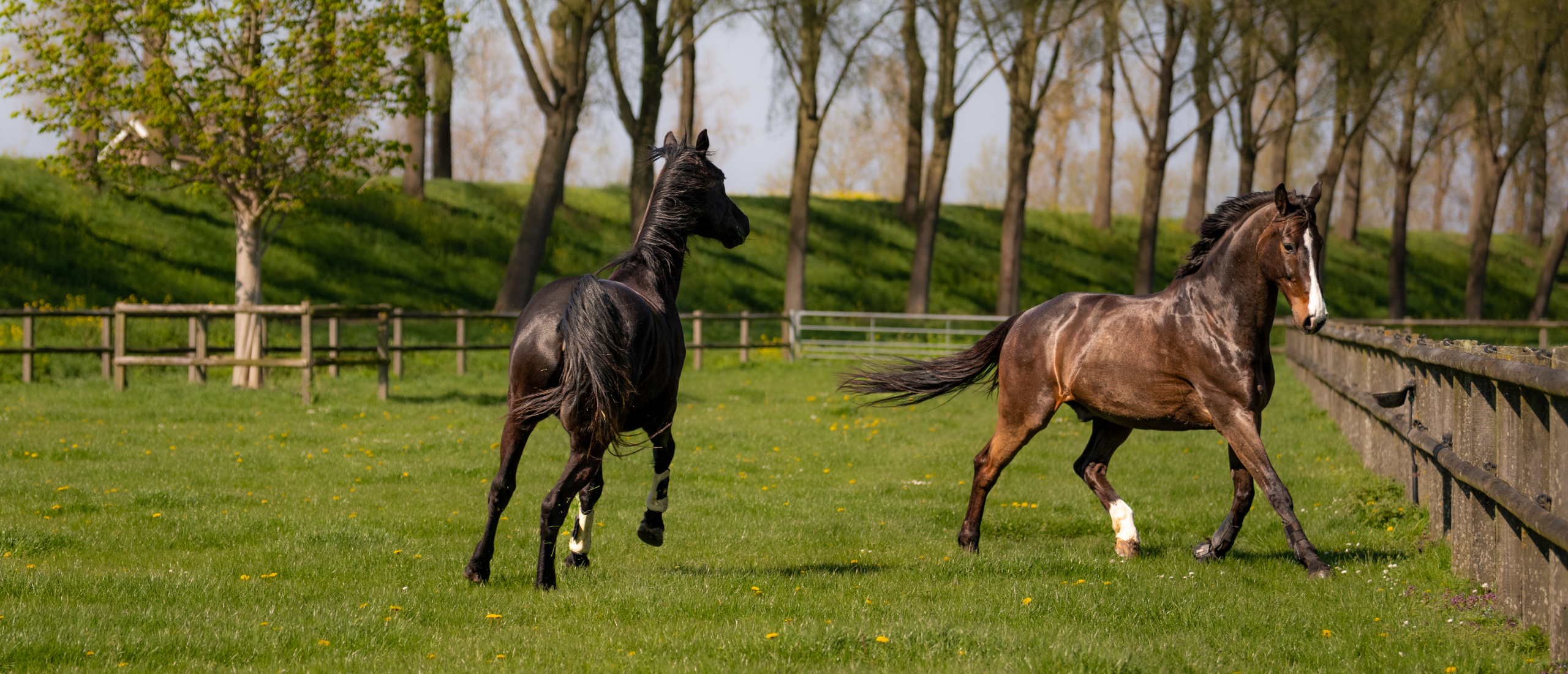 Hoe herken je pijn bij je paard?