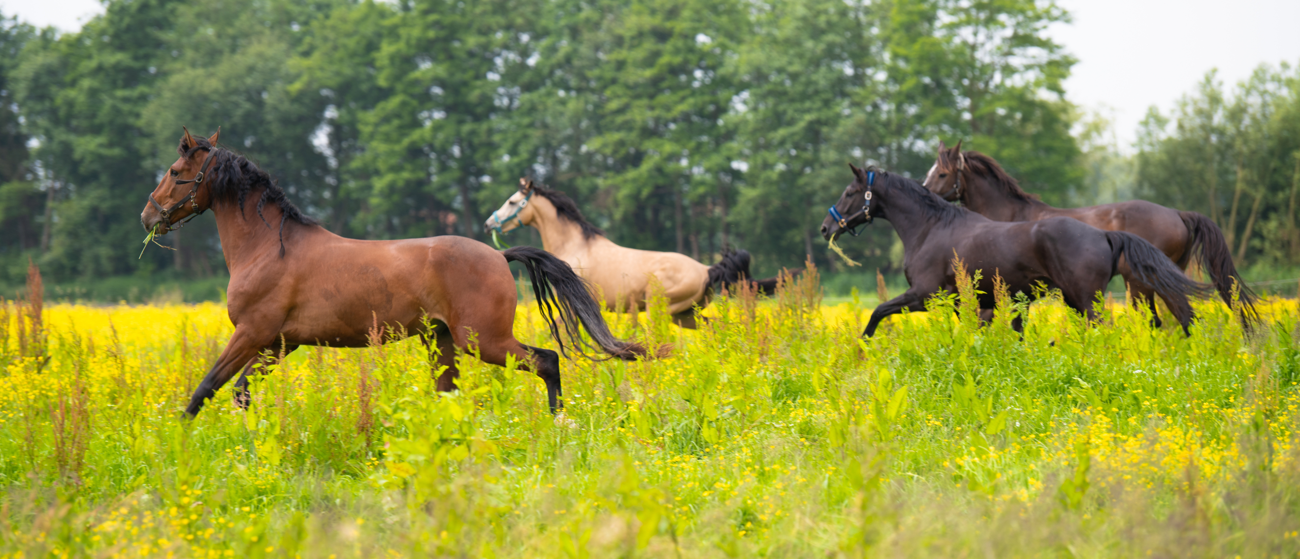 Kalmerende therapieën voor stressgevoelige paarden