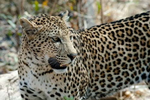 Botswana Wildlife Leopard