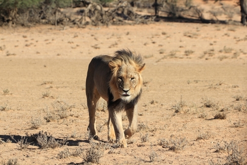 Botswana Wildlife Lion