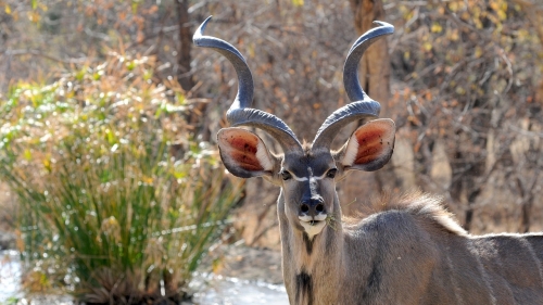 Botswana Wildlife Kudu
