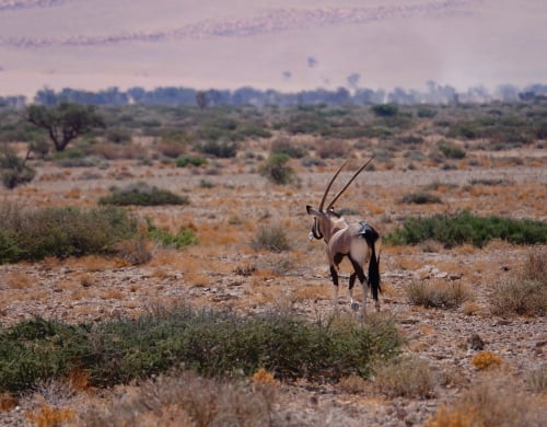 Namibia Africa Holiday Oryx