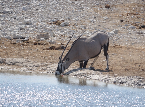 Namibia Africa Holiday Oryx
