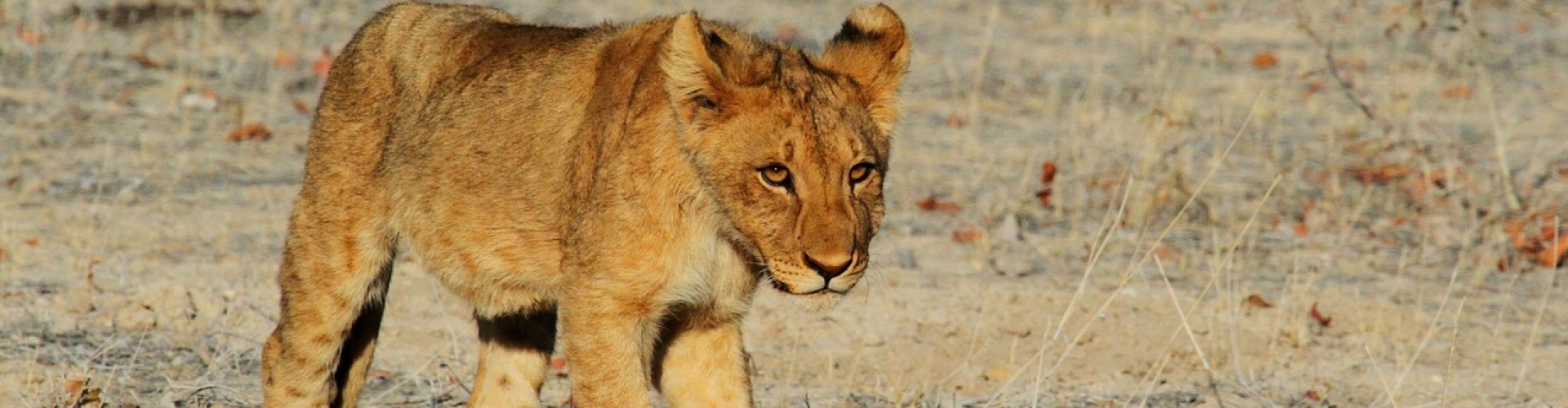 Namibia Africa Holiday Lion
