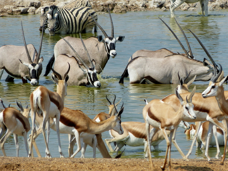 Africa Safari Namibia