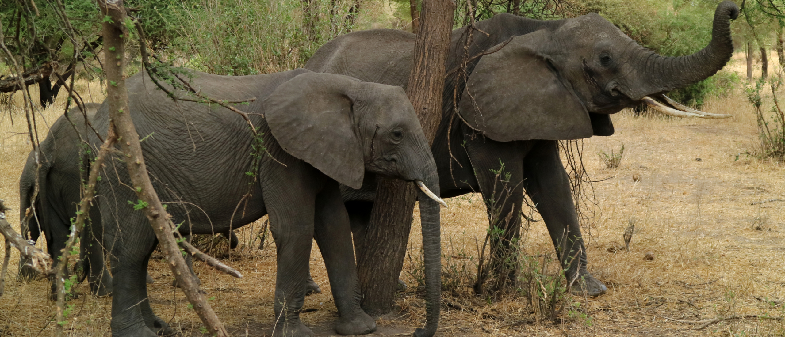 safari in tanzania