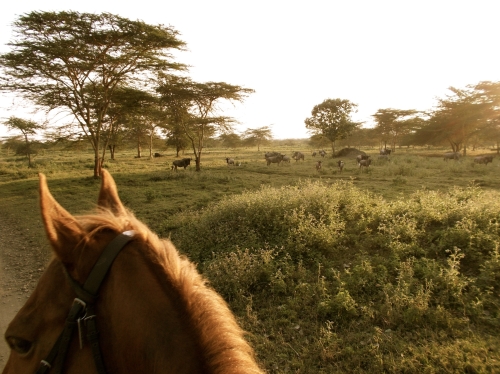 Horse Riding Tanzania