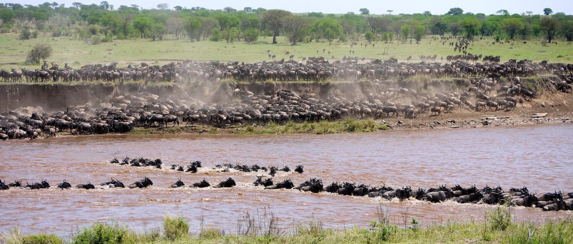 The Serengeti Migration in Tanzania