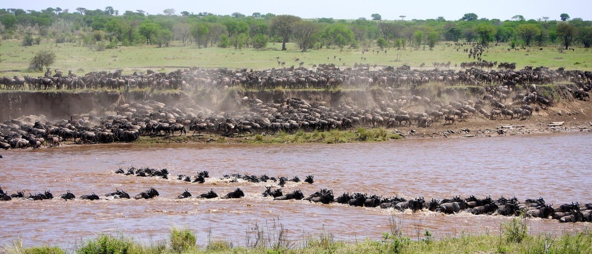 Migration in your Tour package Tanzania July and August