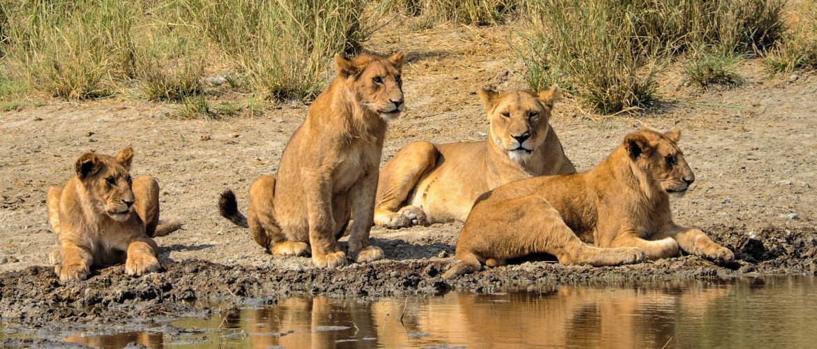 Northern Circuit vs Southern Circuit on a Tanzania Safari