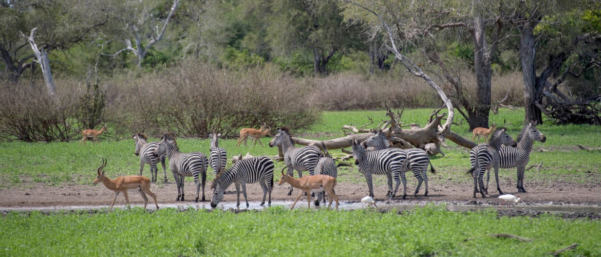 Nyerere National Park (formerly Selous Game Reserve)