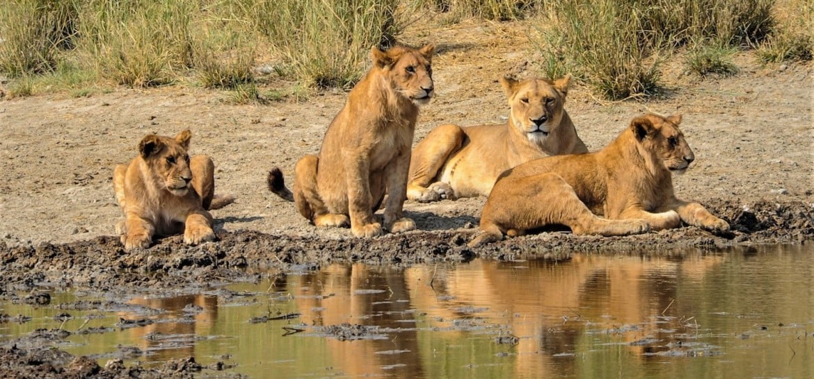 Ruaha National Park Tanzania