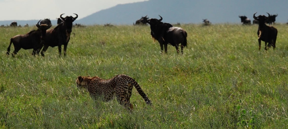 Serengeti Migration Tanzania