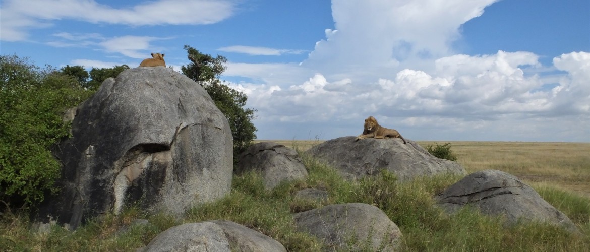 Serengeti Safari Tanzania | The Serengeti Calendar