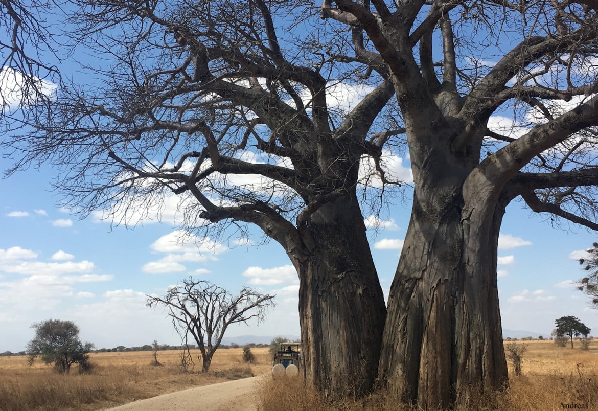 Safari Experience Baobab Tree