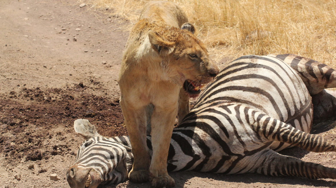 Safari in Tanzania