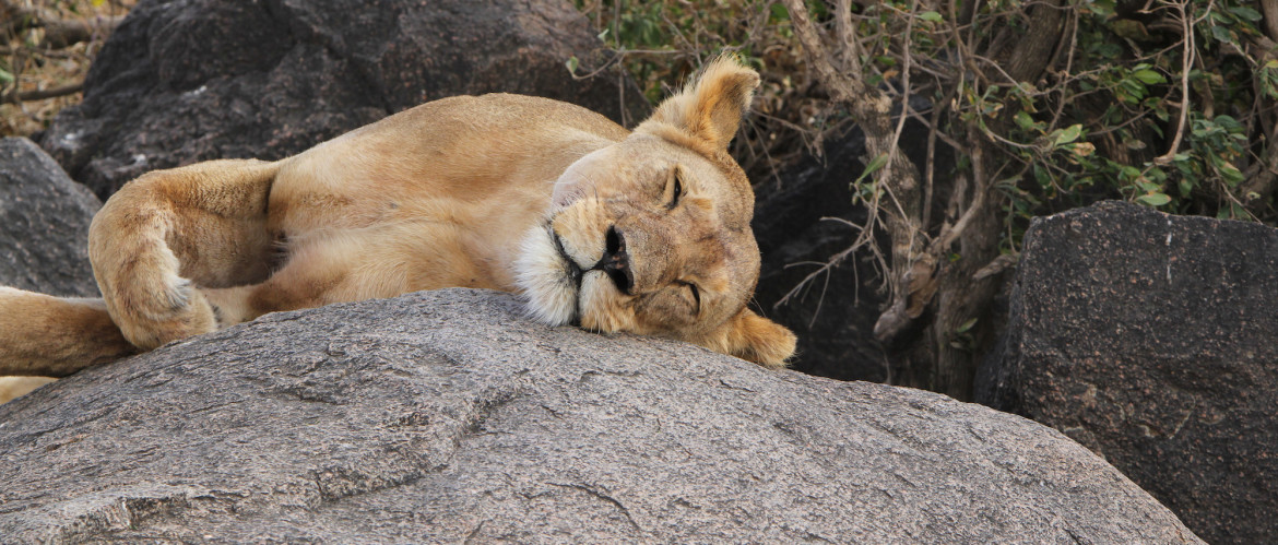 Tanzania Safari Experience Serengeti