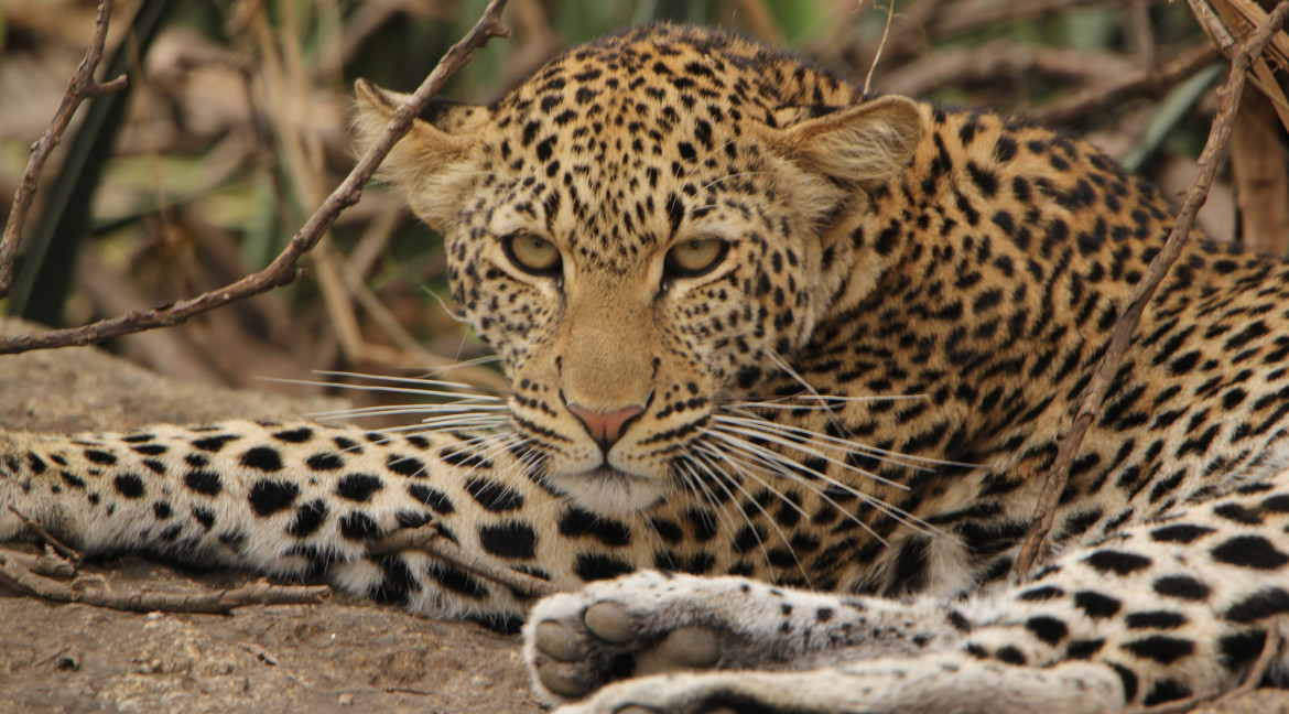Tanzania Safari Experience Leopard Serengeti