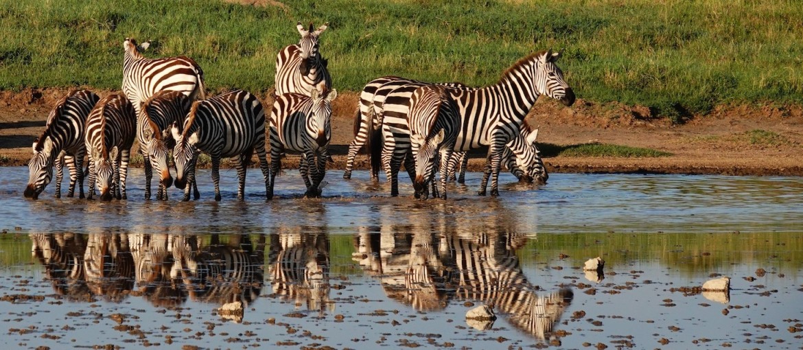 Tanzania Wildlife Safari Experience