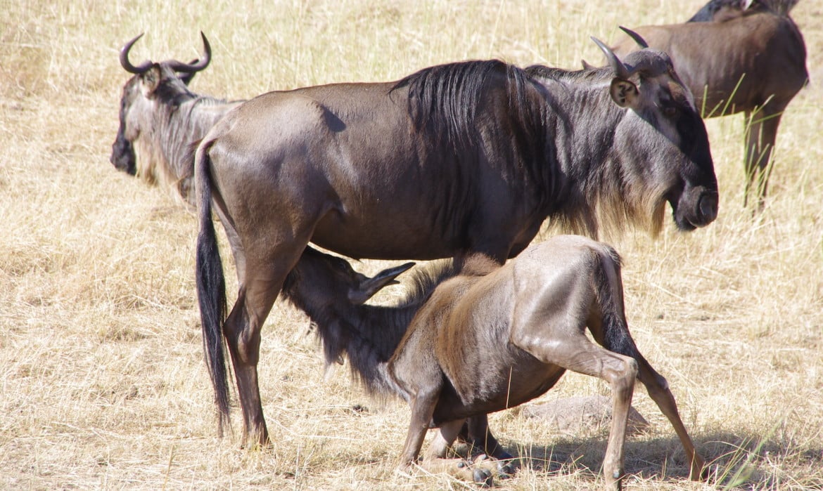 Tour Package Tanzania February Calving Season in Ndutu