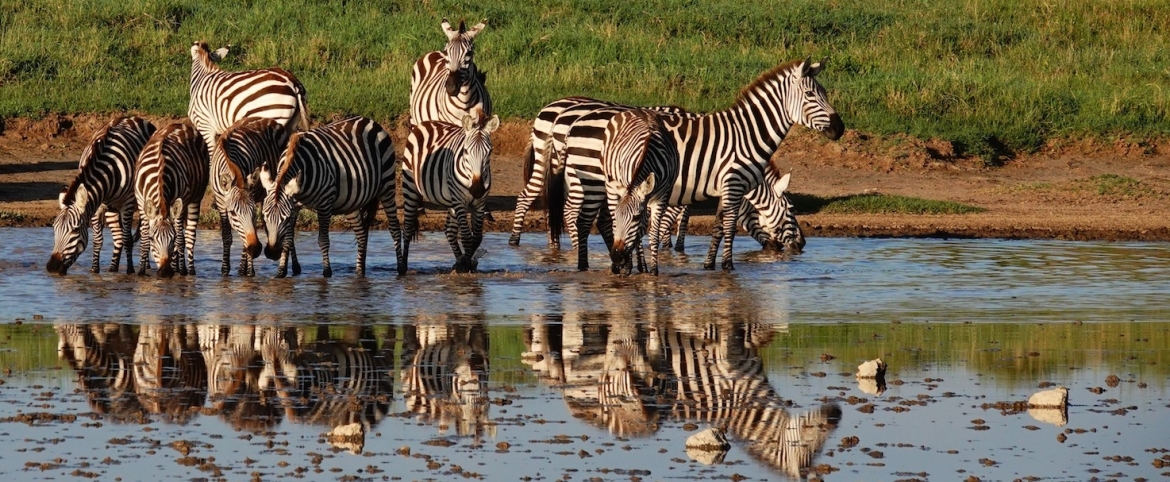 Zebras on a game drive in Tanzania