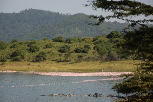 Arusha Lake Momella Tanzania