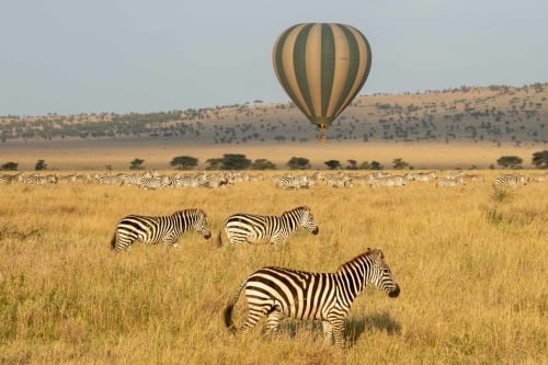 tanzania safari - Als je op safari gaat moet je naar Tanzania