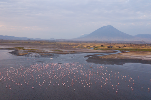 Tanzania Lake Natron Flamingo Walk