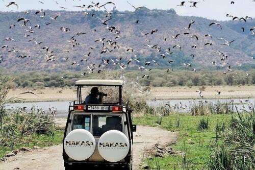 tanzania safari - safari reizen