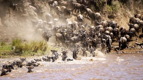 Gnoes trekken door de Serengeti in Noordelijk Tanzania.