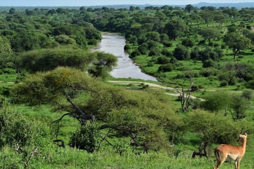 Tarangire national park - tanzania safari