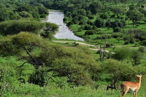 Tarangire national park - tanzania safari