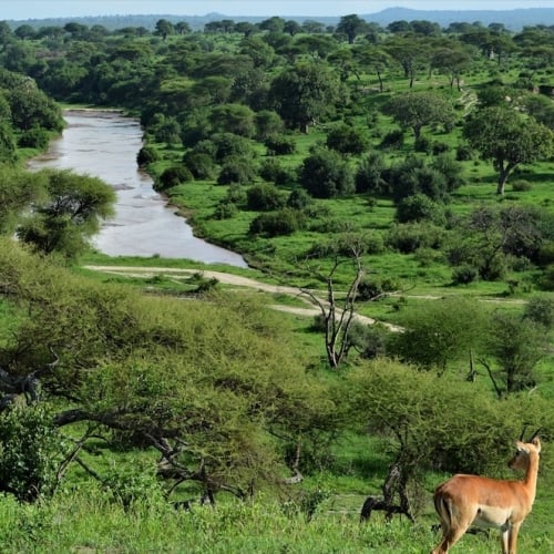 Tarangire national park - tanzania safari