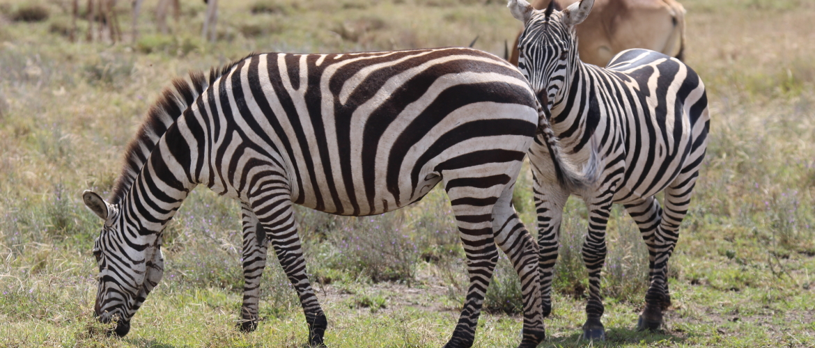 Wildlife Tanzania | Welke dieren zie je op safari in Tanzania?