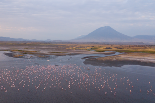 Tanzania Lake Natron Flamingo Walk