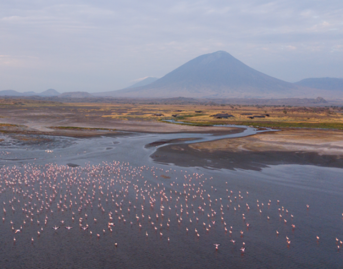 Tanzania Lake Natron Flamingo Walk